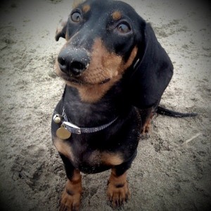 One of the top ten miniature dogs breeds
