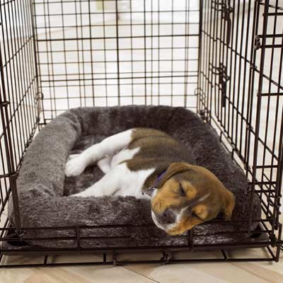 One of the top ten traveling with your dog tips
