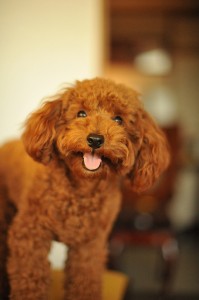 One of the top ten miniature dogs breeds