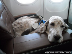 One of the top ten traveling with your dog tips