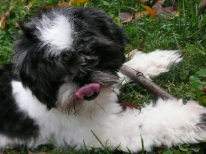 One of the top ten miniature dogs breeds