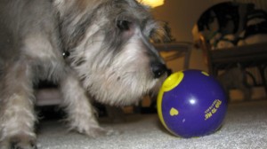 One of the top ten miniature dogs breeds