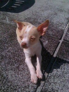 One of the top ten miniature dogs breeds