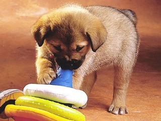 One of the top ten traveling with your dog tips