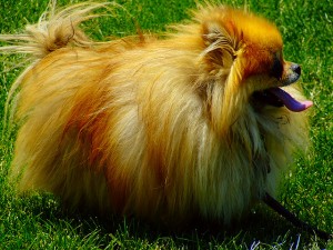 One of the top ten miniature dogs breeds