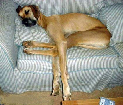 One of the top ten traveling with your dog tips