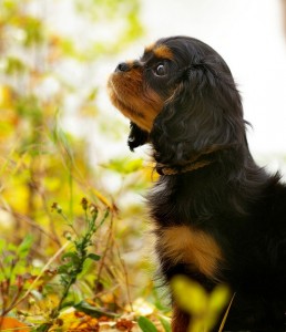 One of the top ten miniature dogs breeds
