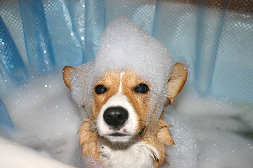 One of the top ten traveling with your dog tips