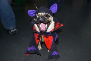 One of the top ten miniature dogs breeds
