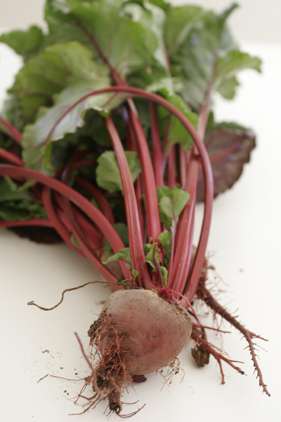 A list of the top ten easy to grow seeds