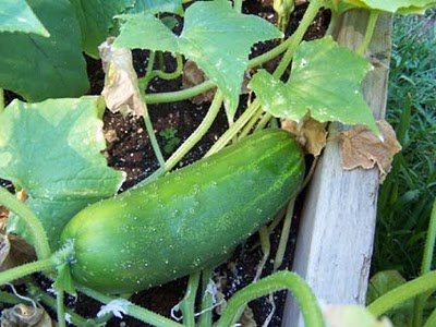 A list of the top ten easy to grow seeds