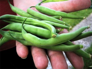 A list of the top ten easy to grow seeds