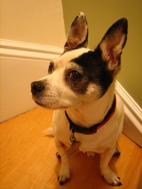 One of the top ten mini dogs breeds
