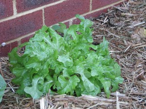 A list of the top ten easy to grow seeds
