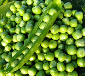 A list of the top ten easy to grow seeds