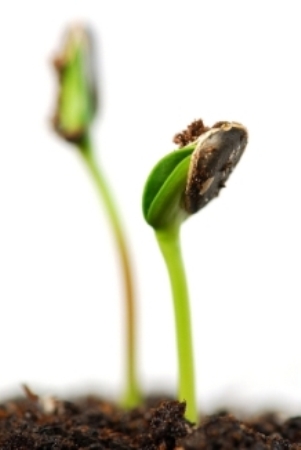 One of the top ten easy to grow seeds