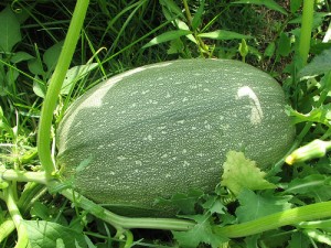 A list of the top ten easy to grow seeds