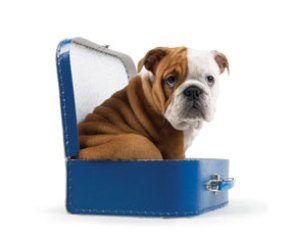 One of the top ten traveling with your dog tips