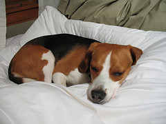 One of the top ten master bedroom bedding accessories