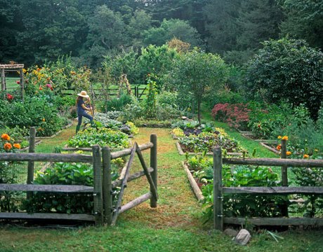 One of the top 10 pointers on how to vegetable garden