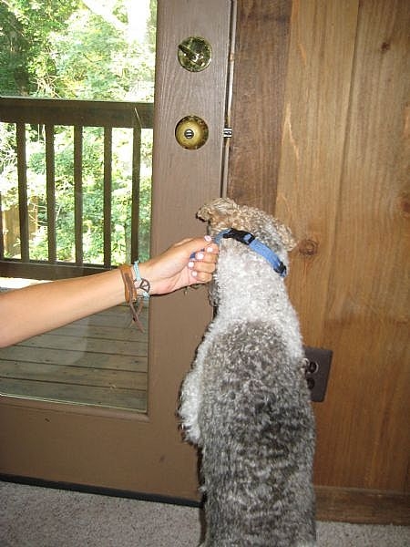 A list of the top 10 cool tricks to teach your dog
