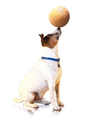 A list of the top 10 cool tricks to teach your dog