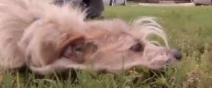 A list of the top 10 cool tricks to teach your dog