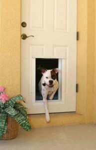 One of the best of places to shop for a spoiled dog