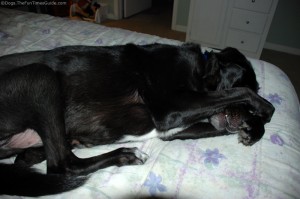 A list of the top 10 cool tricks to teach your dog