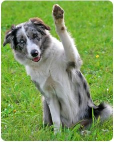A list of the top 10 cool tricks to teach your dog