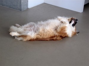 A list of the top 10 cool tricks to teach your dog
