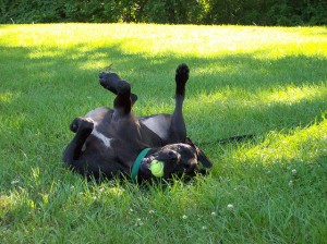 A list of the top 10 cool tricks to teach your dog