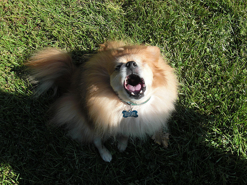 A list of the top 10 cool tricks to teach your dog