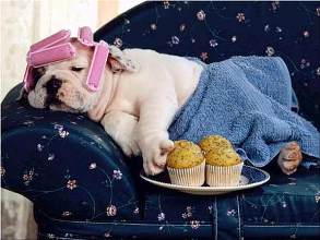 One of the best of places to shop for a spoiled dog