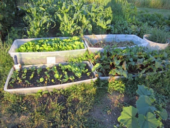 One of the top 10 pointers on how to vegetable garden
