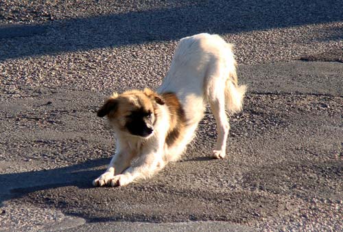 A list of the top 10 cool tricks to teach your dog