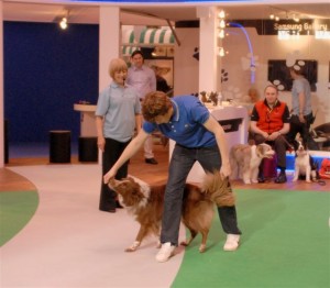 A list of the top 10 cool tricks to teach your dog