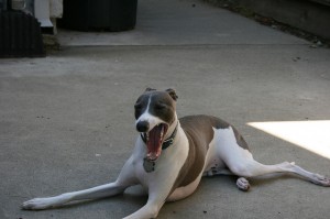 A list of the top 10 cool tricks to teach your dog