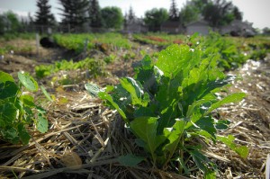 A list of the top ten ways to create a learning garden