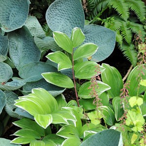 companion plants
