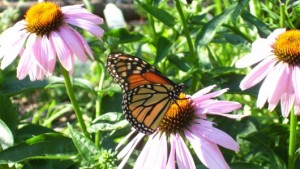 A list of the top ten ways to create a learning garden