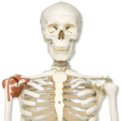 skeleton model