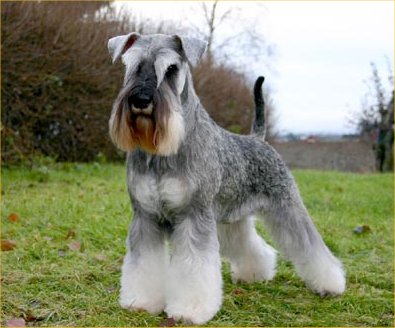 A list of the top ten dogs that stay small