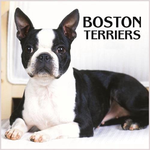 A list of the top ten dogs that stay small