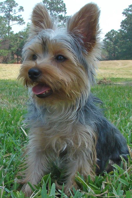 A list of the top ten dogs that stay small