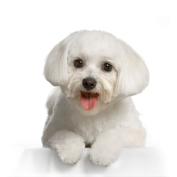A list of the top ten dogs that stay small