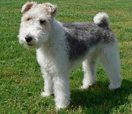 A list of the top ten dogs that stay small