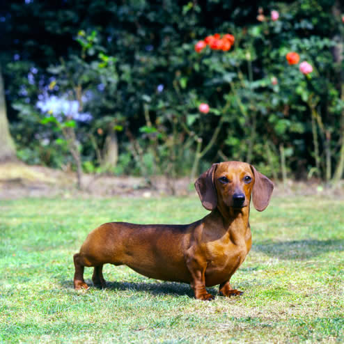 A list of the top ten dogs that stay small