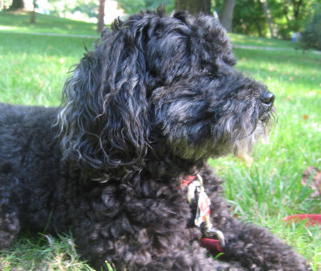 A list of the top ten dogs that stay small