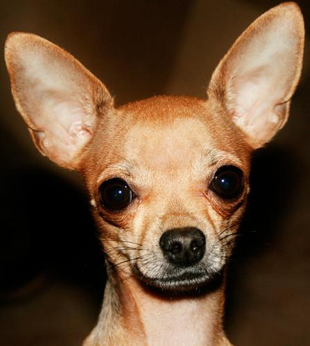A list of the top ten dogs that stay small